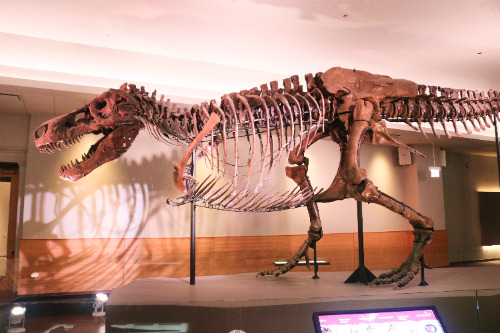 フィールド自然史博物館のティラノサウルス全身骨格標本