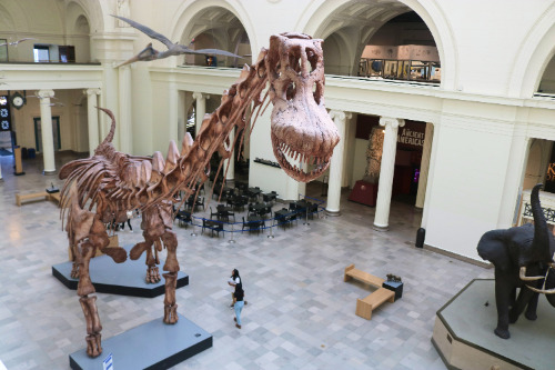 フィールド自然史博物館の恐竜骨格標本