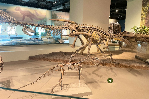 フィールド自然史博物館の恐竜骨格標本