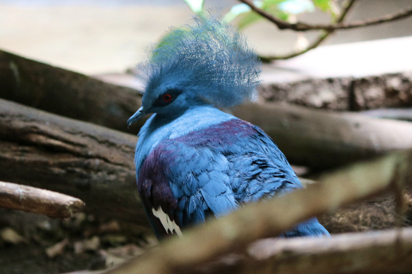 バードキングダムの鳥