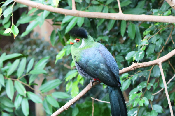 バードキングダムの鳥