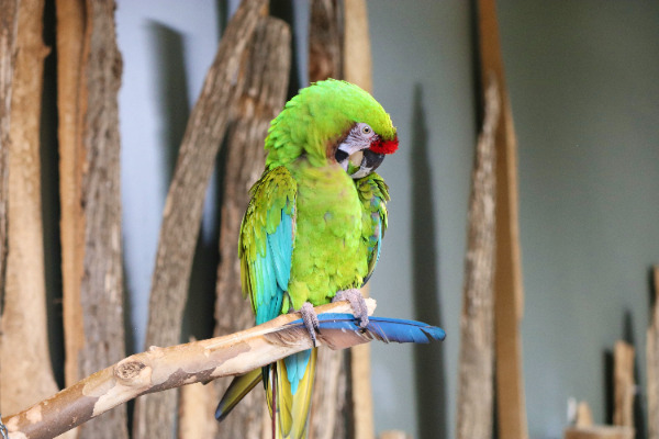 バードキングダムの鳥