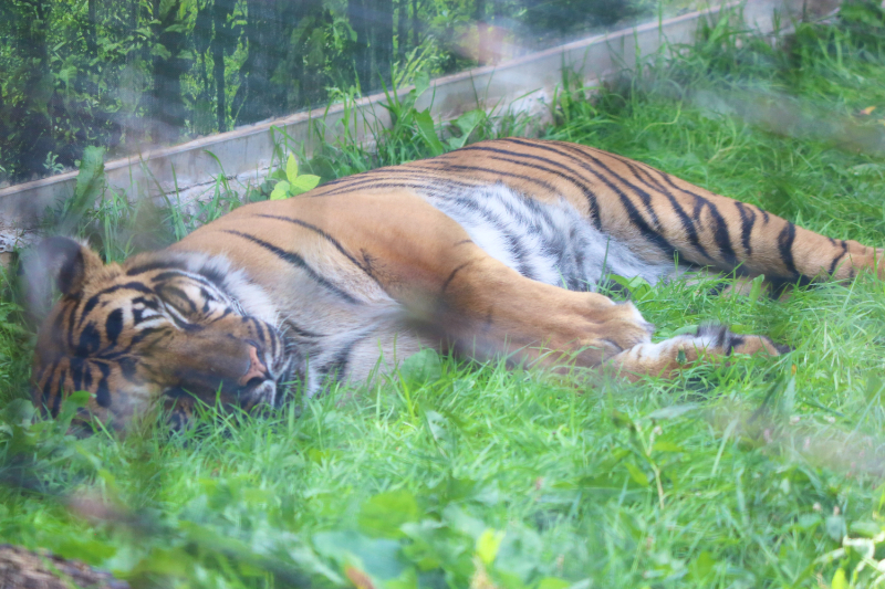 トロント動物園のトラ