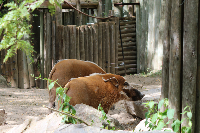 トロント動物園のイノシシ