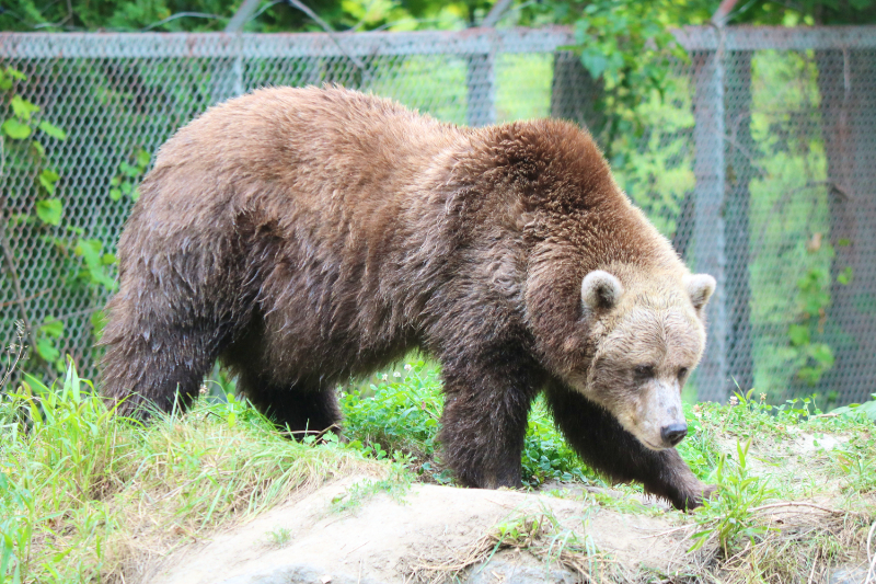 トロント動物園のクマ