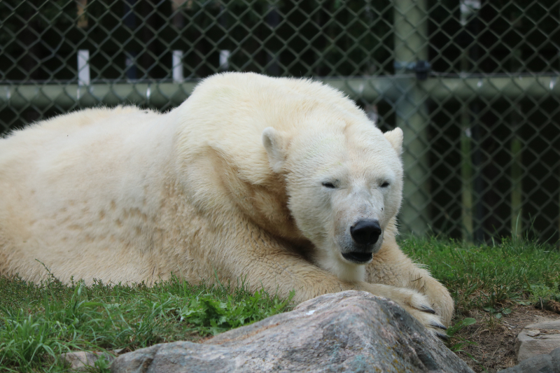 トロント動物園のシロクマ