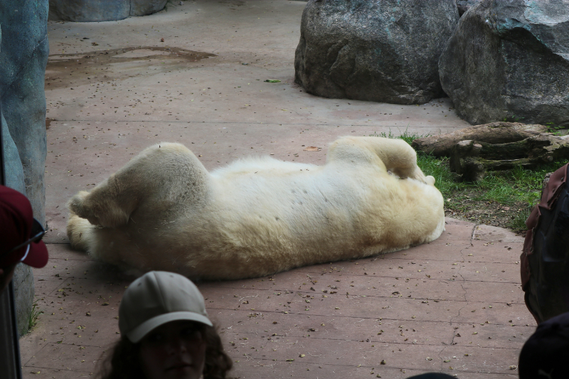 トロント動物園のシロクマ