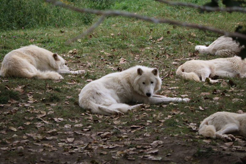 トロント動物園のオオカミ